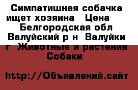 Симпатишная собачка ищет хозяина › Цена ­ 10 - Белгородская обл., Валуйский р-н, Валуйки г. Животные и растения » Собаки   